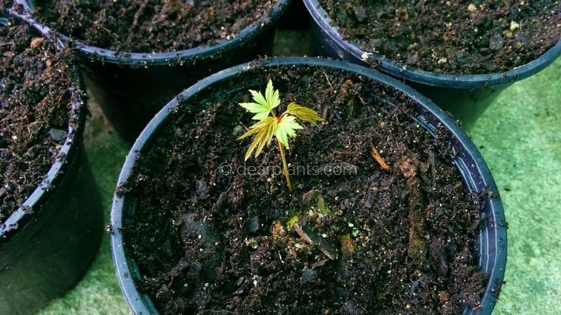 How to pot japanese maples grown from seed - little japanese maple in the new pot