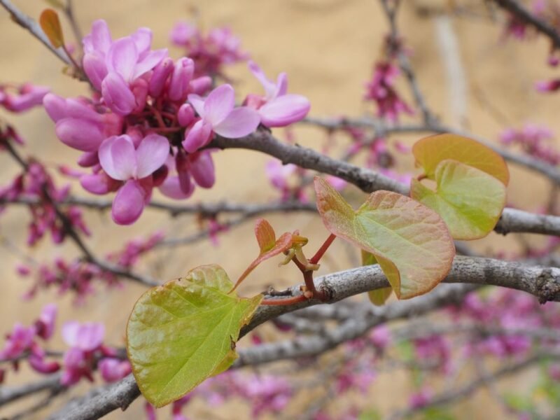 Judas tree pink flowers
