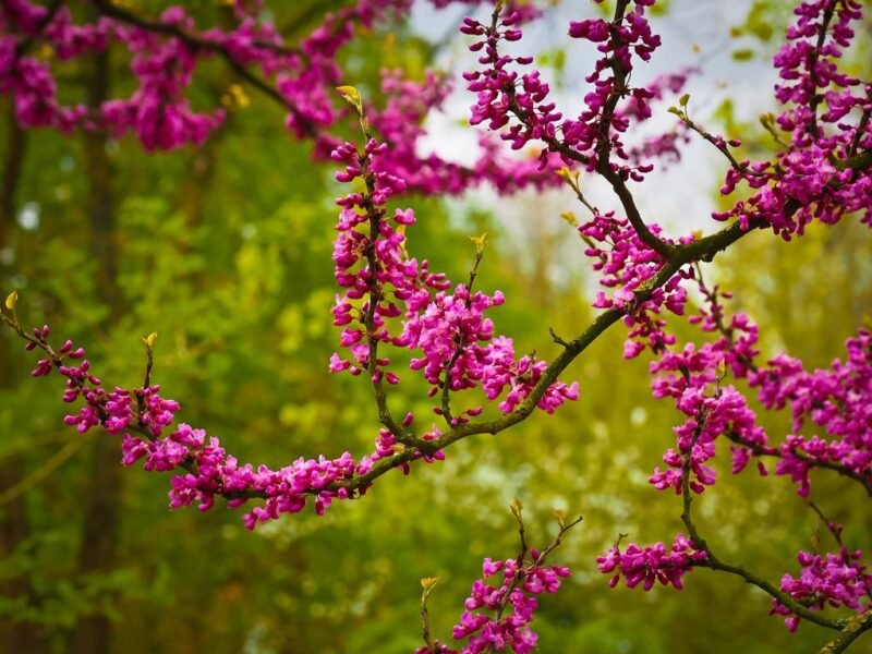 Judas tree spring flowers