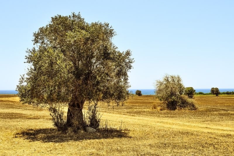 Olea europaea (Common olive) - how to plant in the garden