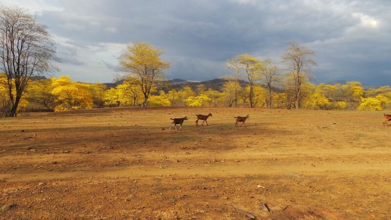 Yellow ipe trees