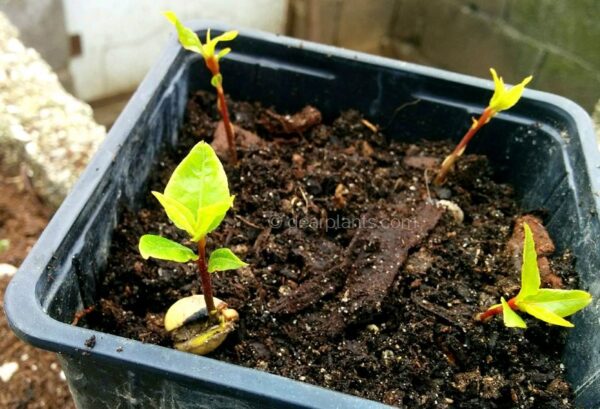 How to grow bay leaf tree from seed (Laurus nobilis)