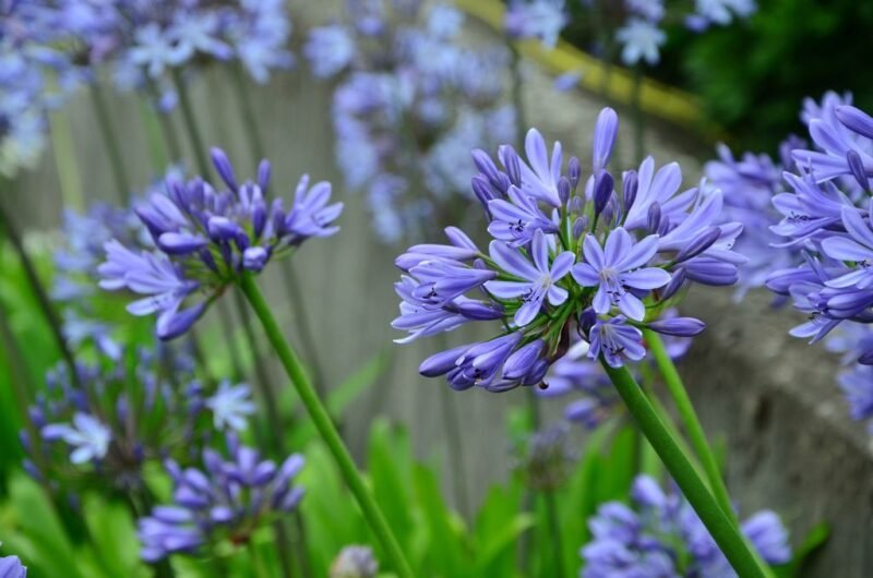 How to plant Agapanthus africanus (African blue lily)