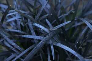 Ophiopogon planiscapus 'nigrescens' (Black mondo grass)