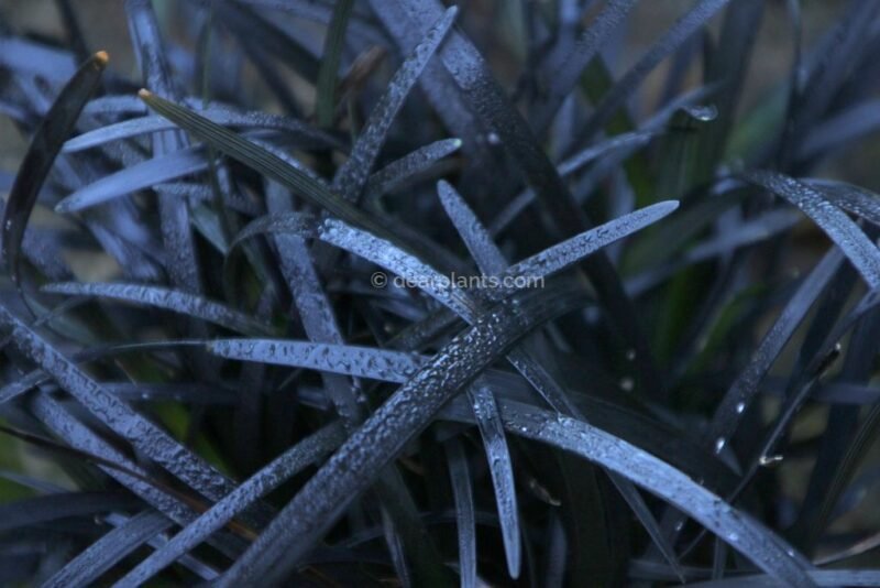 Ophiopogon planiscapus 'nigrescens' (Black mondo grass)