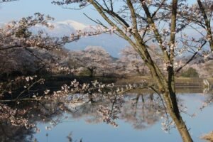 Tokyo celebrates Hanami - 10 places to see the cherries in flower