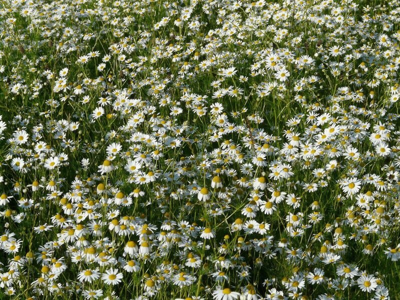 Chamaemelum nobile (Roman chamomile) - lawn