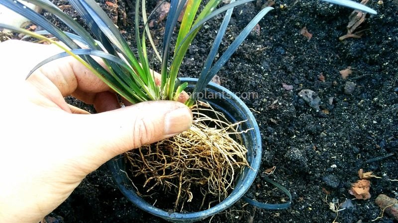 How to divide Mondo grass (Ophiopogon planiscapus) - plant each new part