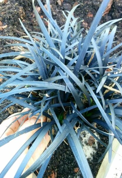How to divide Mondo grass (Ophiopogon planiscapus) - pot plant