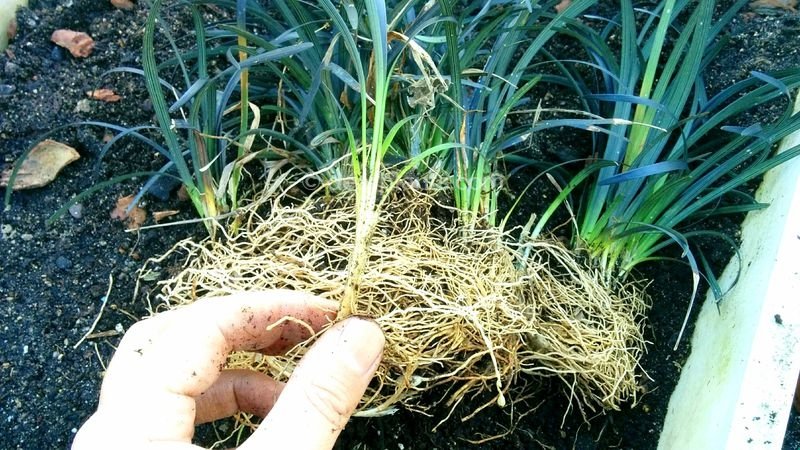 How to divide Mondo grass (Ophiopogon planiscapus) - separate each part