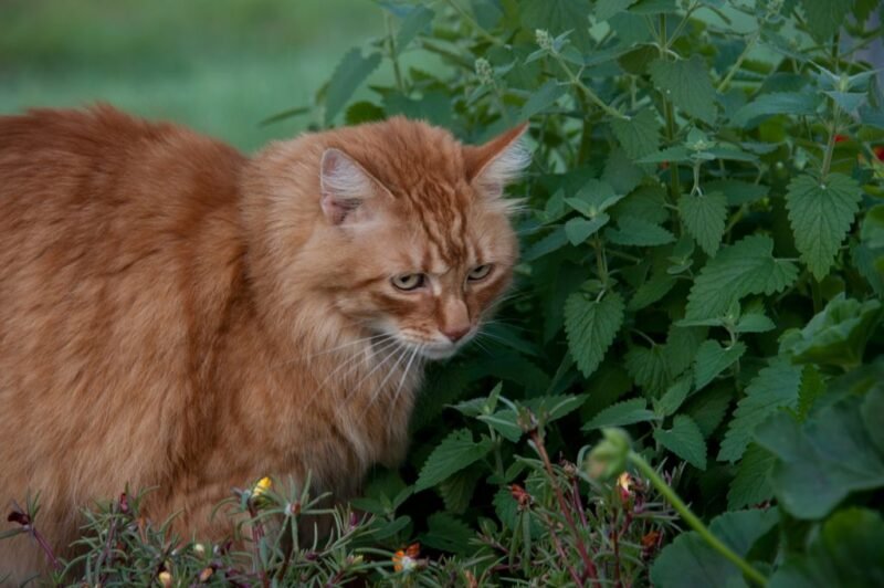 How to plant Nepeta cataria (Catnip)