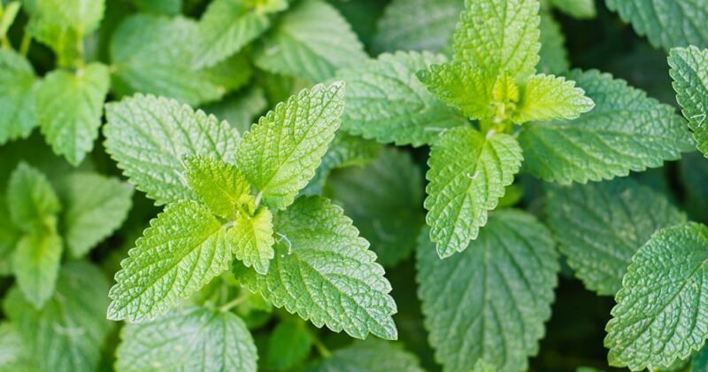 Nepeta cataria (Catnip)