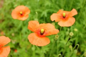 Papaver rhoeas (Common Poppy) flowers