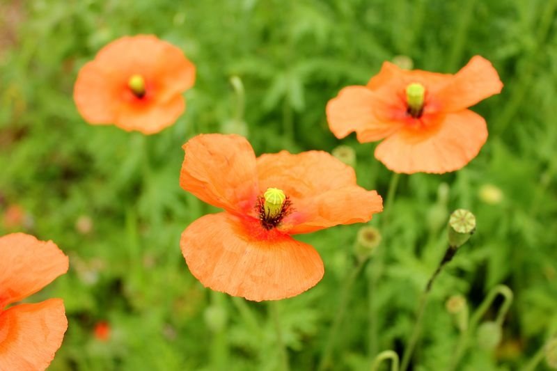 Papaver rhoeas (Common Poppy) flowers