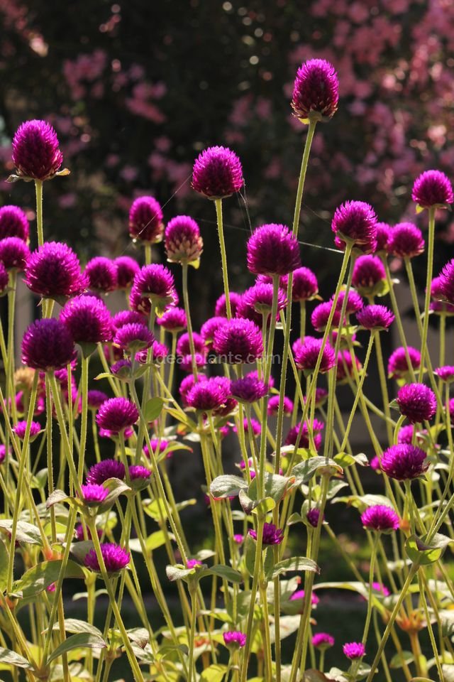 Globe amaranth (Gomphrena globosa) Dear Plants