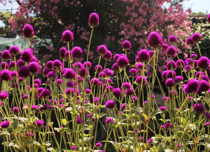 Gomphrena globosa (Globe amaranth) - how to plant