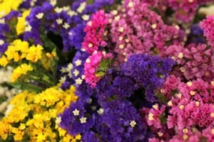 Limonium sinuatum (Statice)