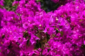 How to plant bougainvillea climber