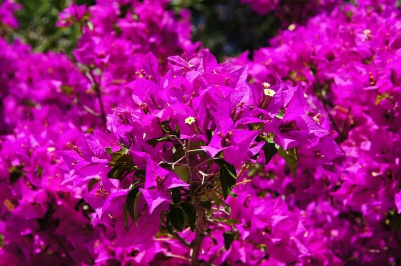 How to plant bougainvillea climber