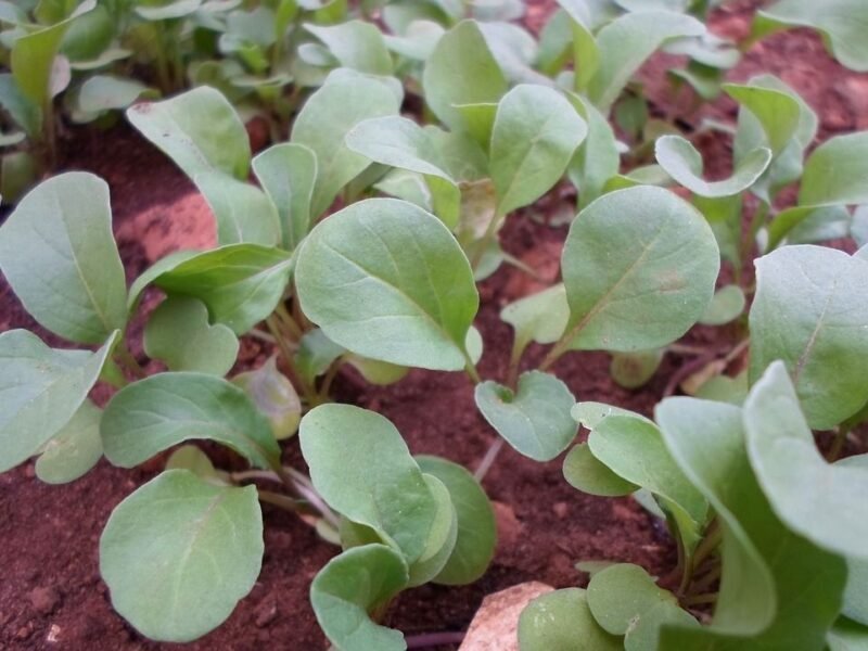 Eruca sativa (Arugula or Edible rocket) seedlings
