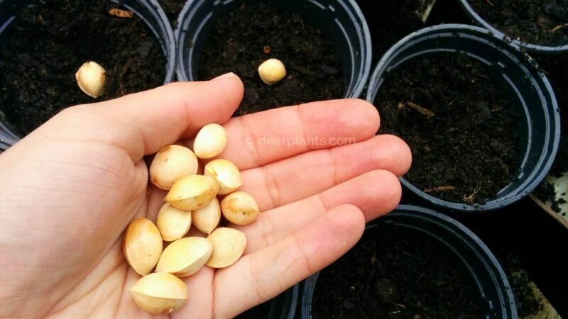 How to germinate Ginkgo biloba seeds