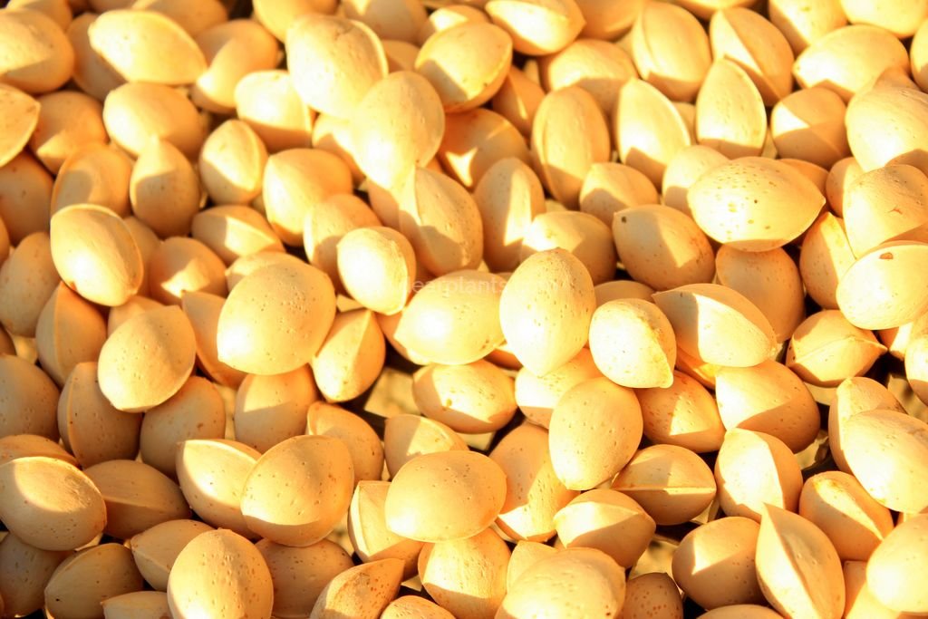 How to germinate Ginkgo biloba seeds Dear Plants