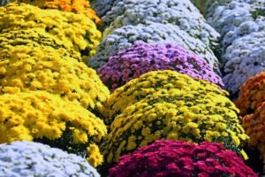 Chrysanthemum - dearplants.com