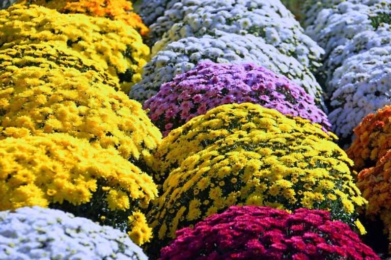 Chrysanthemum - dearplants.com
