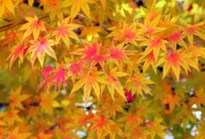 Gardening in November. What to do - dearplants.com
