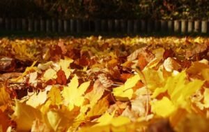 Gardening in October. What to do