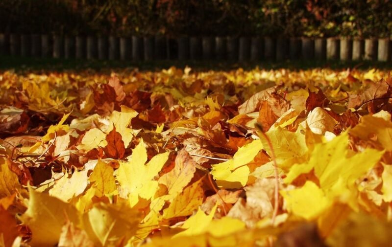 Gardening in October. What to do
