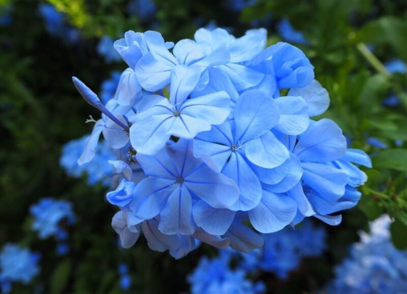 How to plant Plumbago auriculata (Cape leadwort) - dearplants