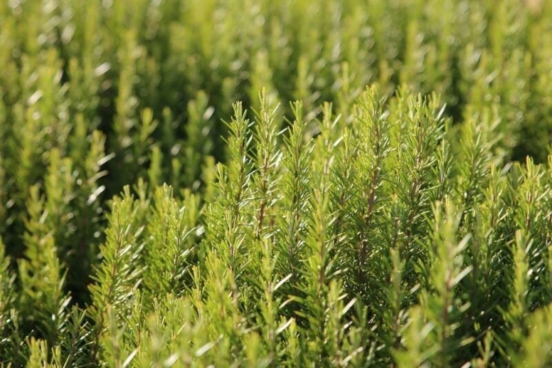 How to plant Rosmarinus officinalis (Rosemary) - dearplants