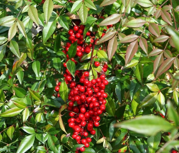 Nandina domestica (Heavenly Bamboo)