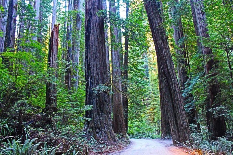 Sequoia sempervirens (Coastal redwood) tree
