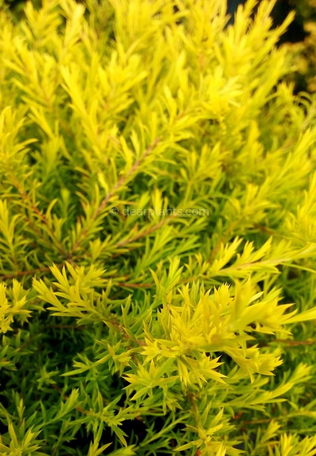 Diosma hirsuta 'sunset gold' (Fisherman's plant 'Sunset Gold') - Dear