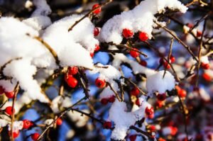 December in the garden, what to do