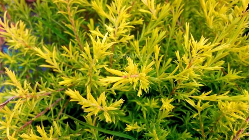 Diosma hirsuta 'sunset gold' - Fisherman's plant 'Sunset Gold'