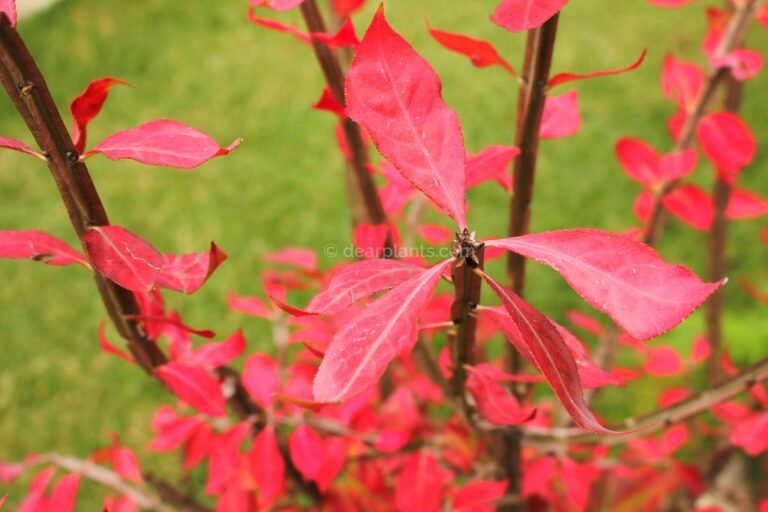 Burning bush, Compact winged spindle tree (Euonymus alatus