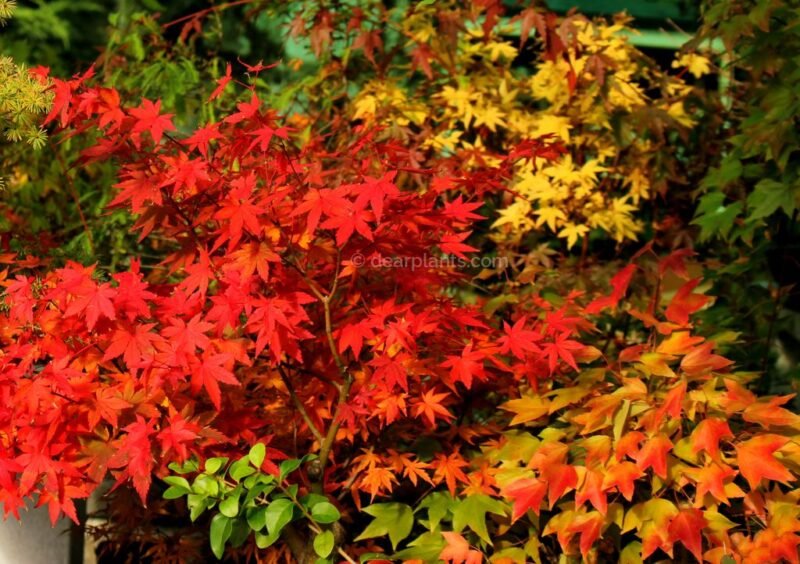Fall 2018, a colorful autumn gallery