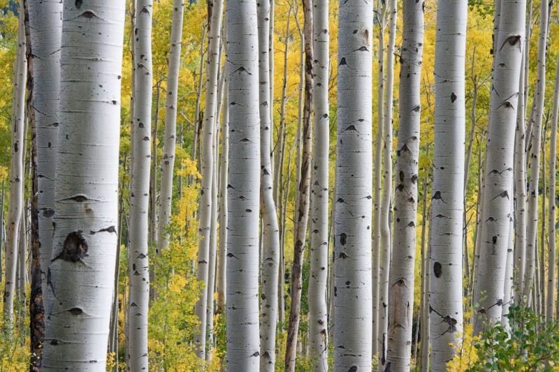 How to plant-Betula-Birch