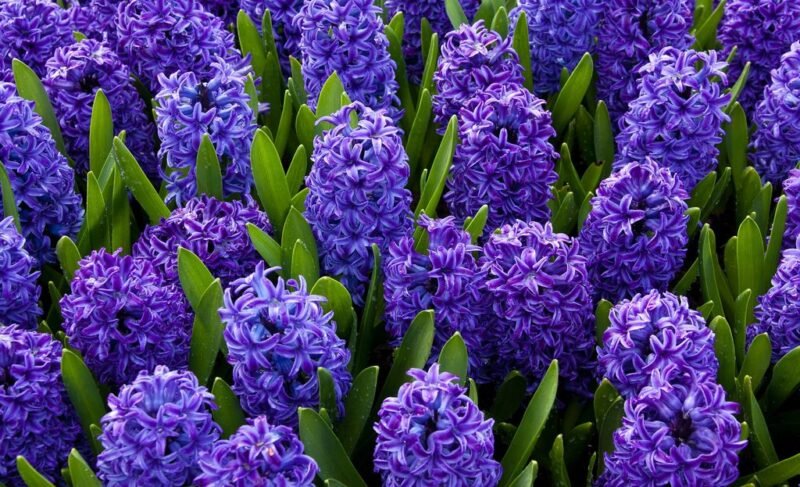 Hyacinthus orientalis (Hyacinth)