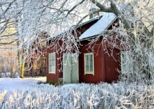 What to do in January in the garden