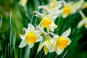 Daffodil (Narcissus) white and yellow flower