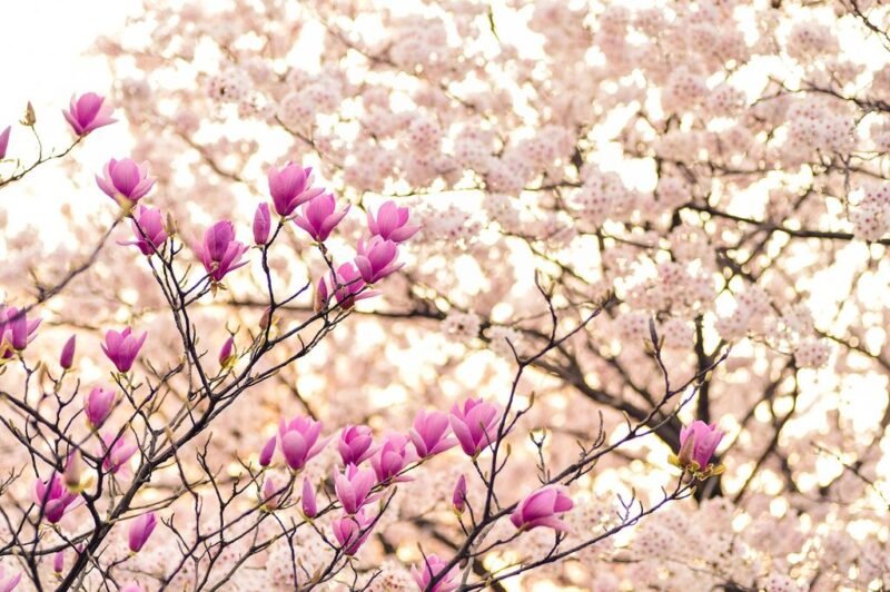Magnolia