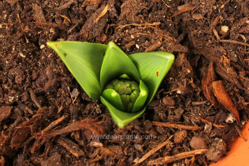 How to plant flower bulbs in pots - dearplants.com