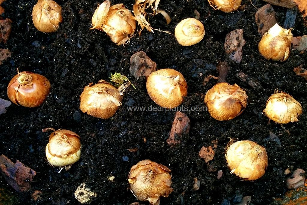 How to plant flower bulbs in pots Dear Plants