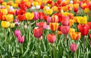 How to plant tulips - Tulipa (Tulip)
