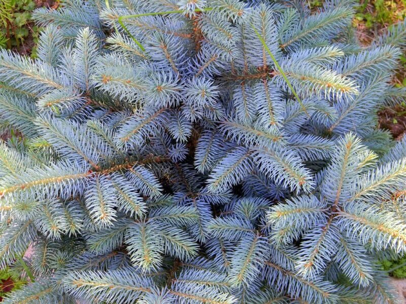 Picea pungens (Colorado Spruce)