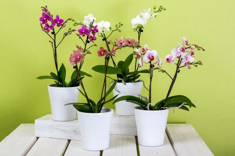 How to care for orchids - dearplants.com